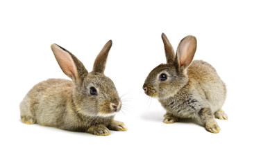 rabbit on a white background 
