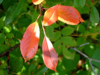 Beautiful autumn leaves. Shades of different colors, all the colors of autumn.