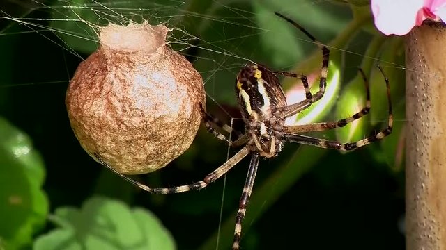 Eine Wespenspinne h&auml;lt sich an ihrem Kokon und am Netz fest