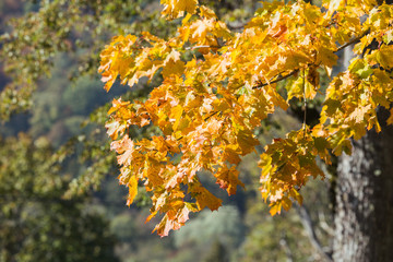 City Sigulda, Latvia Republic. City park and trees with yellow leafs. 27. Sep. 2019