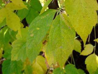 Beautiful autumn leaves. Shades of different colors, all the colors of autumn.