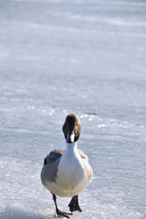 Northern pintail - Anas acuta. It is called "Onaga gamo" in Japan.