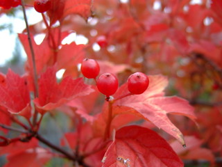 Bright viburnum berries in autumn on a background of purple foliage. Autumn picture.