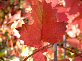 Beautiful autumn leaves. Shades of different colors, all the colors of autumn.