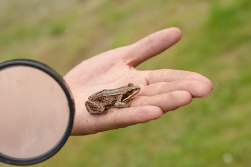 Hand with frog and magnifier