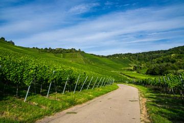 Fototapeta na wymiar Germany, Street through green endless vineyards of stuttgart uhlbach in summer with blue sky and sun, a perfect nature landscape
