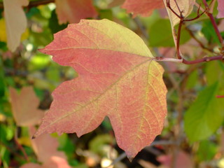 Beautiful autumn leaves. Shades of different colors, all the colors of autumn.