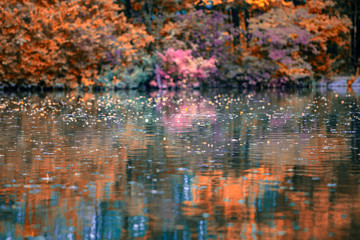 autumn trees reflection in the water 