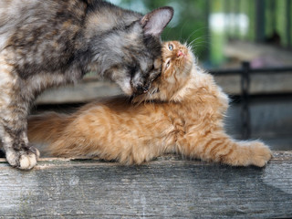 The cat takes care of her kitten with love. Mother and child cats