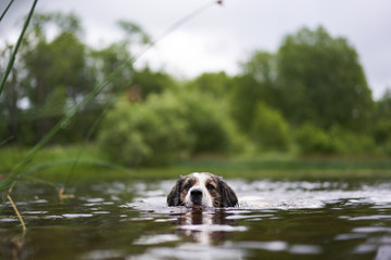 Portrait of a dog swimming in a small pond near the shore.