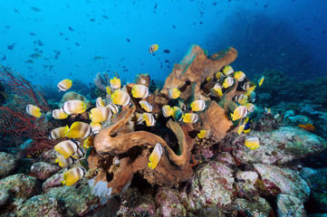 Klein's butterflyfishes, Chaetodon kleinii, feeding on damselfish eggs on a massive sponge, Sulawesi Indonesia.