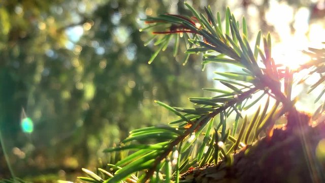 The rays of the sun make their way through the green spruce needles. Blue Spruce. Live texture with green needles and sun rays. Beautiful landscape background. Conifer needles close-up. Sun flares