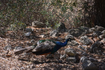 Filerimos,the Rhodes island, Greece
