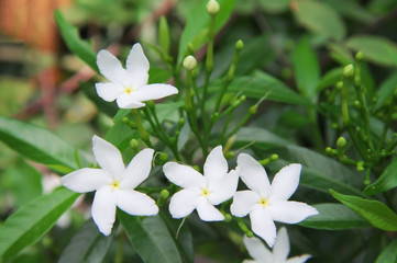 White sampaguita jasmine flower field top view blooming with bud inflorescence and green leaves in nature garden background