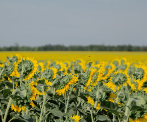 field of sunflowers