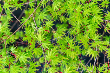 Japanese maple leaves