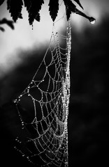 cobwebs in the dew on black background. Halloween background