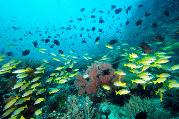 Fototapeta na wymiar Reef scenic with blue lined snappers, Lutjanus cashmira, and Philippines chromis, Chromis scotochiloptera, Bangka Island Sulawesi Indonesia.
