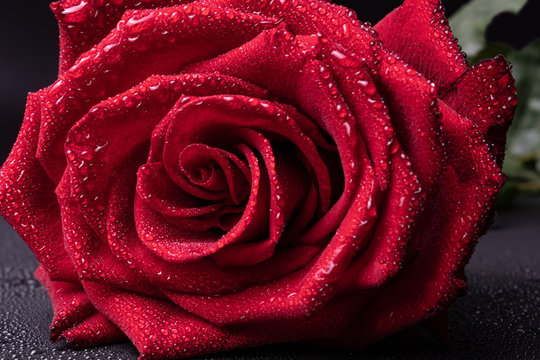 scarlet rose with delicate petals and drops of water on them is depicted closely with a pleasant aroma