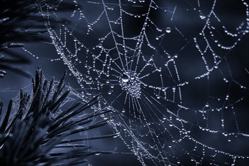 cobwebs in the dew on black background. Halloween background