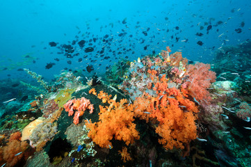 Naklejka na ściany i meble Reef scenic with Philippines chromis, Chromis scotochiloptera, Bangka Island Sulawesi Indonesia.