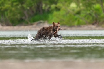 Ruling the landscape, brown bears of Kamchatka (Ursus arctos beringianus)