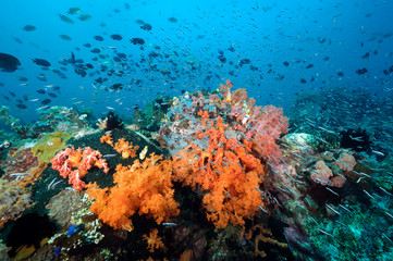 Naklejka na ściany i meble Reef scenic with Philippines chromis, Chromis scotochiloptera, Bangka Island Sulawesi Indonesia.