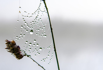 cobwebs in the dew on black background. Halloween background