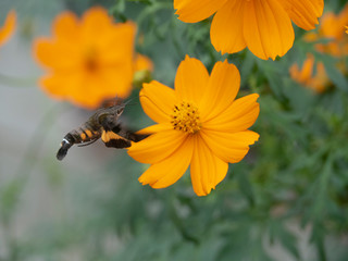 花の蜜を吸うホウジャク