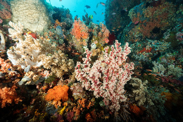 Fototapeta na wymiar Reef scenic Bangka Island Sulawesi Indonesia.