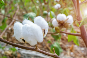 Cotton Grown in Rural Farmland
