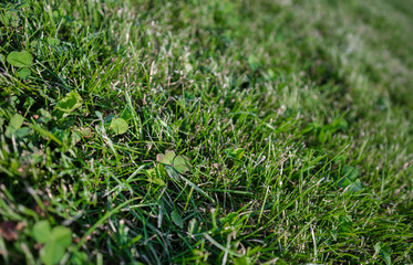 Abstract  beautiful growing grass on a large lawn background.