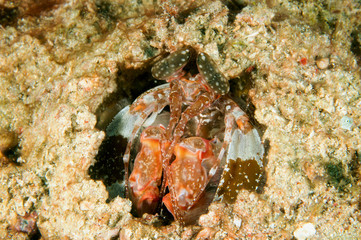 Spearing mantis shrimp, Lysiosquillina lisa, Sulawesi Indonesia.