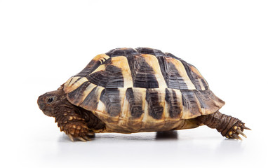 Eastern Hermann's tortoise, European terrestrial turtle, Testudo hermanni boettgeri, turtle on a white background