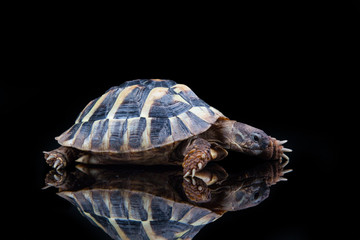 Obraz premium Eastern Hermann's tortoise, European terrestrial turtle, Testudo hermanni boettgeri, turtle on a black background