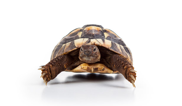 Eastern Hermann's tortoise, European terrestrial turtle, Testudo hermanni boettgeri, turtle on a white background