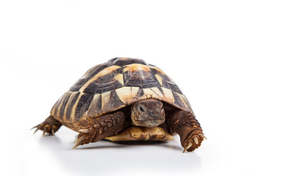 Eastern Hermann's tortoise, European terrestrial turtle, Testudo hermanni boettgeri, turtle on a white background