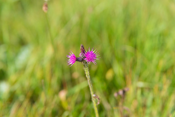 purple thisthle flower