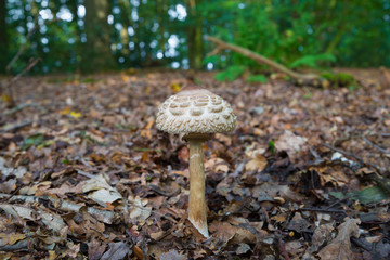 poisonous mushroom