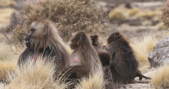 group of endemic animal Gelada monkey in social grooming time. Theropithecus gelada, in Ethiopian natural habitat Simien Mountains, Africa Ethiopia wildlife