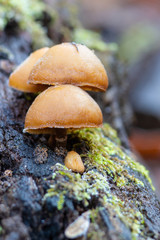 Mushroom in the forest