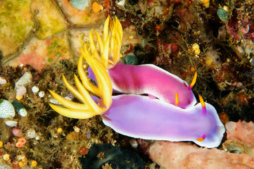Mating nudibranches, Hypselodoris / Chromodoris bullocki, Sulawesi Indonesia.