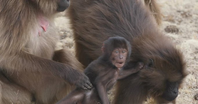 group of endemic animal Gelada monkey in social grooming time. Theropithecus gelada, in Ethiopian natural habitat Simien Mountains, Africa Ethiopia wildlife