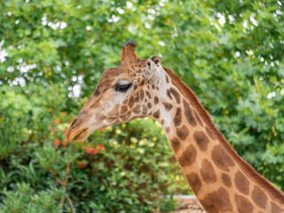 A close-up of a giraffe in a Shanghai safari park