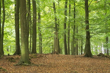 Spätsommer im Buchenwald