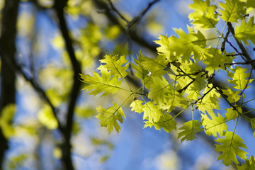 gelbgrüner ahornbaum mit gelben blättern und leuchtend blauem himmel mit Astwerk