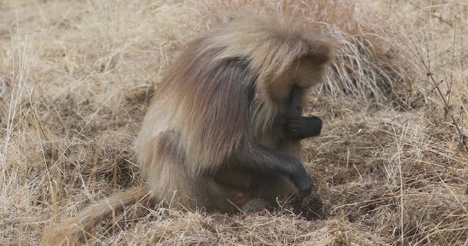 endemic animal Gelada monkey digs roots and feeds Theropithecus gelada, in Ethiopian natural habitat Simien Mountains, Africa Ethiopia wildlife
