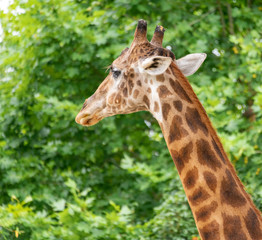 A close-up of a giraffe in a Shanghai safari park