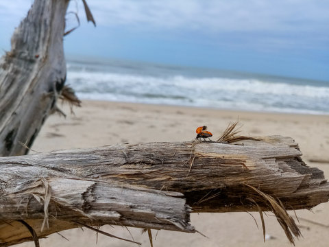 woman on the beach - Powered by Adobe