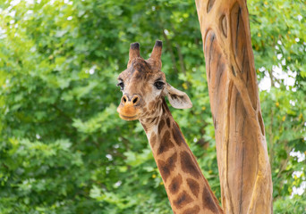 A close-up of a giraffe in a Shanghai safari park